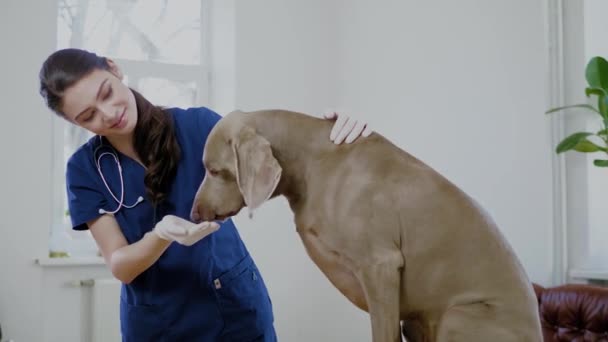 Tierarzt und Weimaraner Hund in Tierklinik - Filmmaterial, Video
