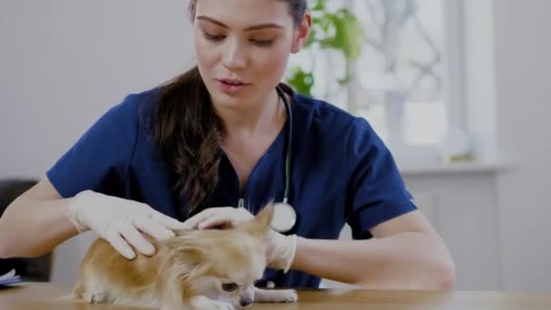 Κτηνίατρος και σκύλος Τσιουάουα στην κλινική ΕΕΚ - Πλάνα, βίντεο