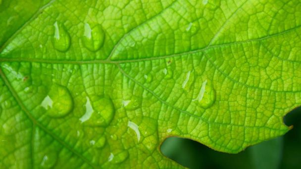 Leaf with drop from rain - Photo, image