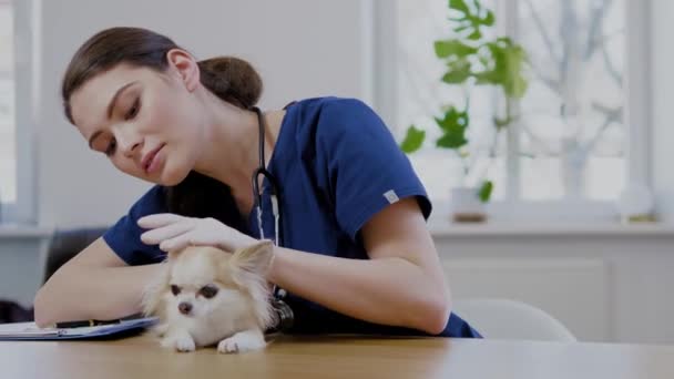 Weterynarz chirurg i pies Chihuahua w klinice weterynaryjnej - Materiał filmowy, wideo