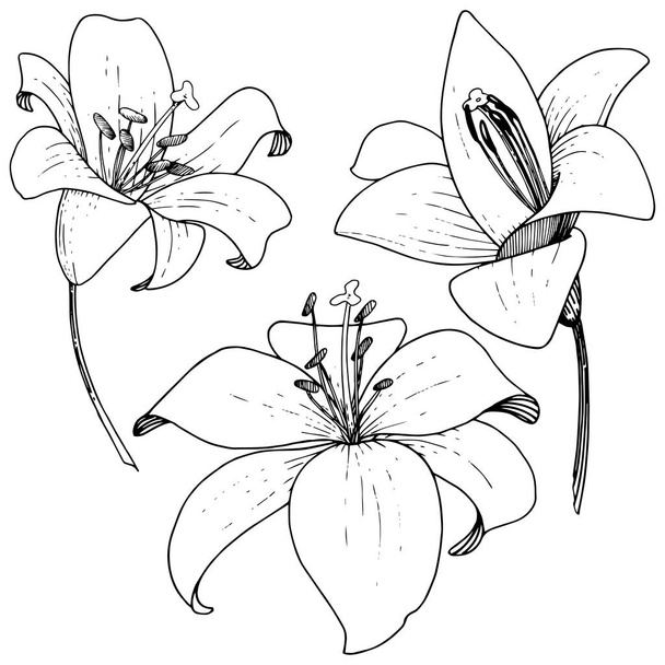 Flor botánica floral Vector Lily. Tinta grabada sobre fondo blanco. Elemento de ilustración de lilium aislado
. - Vector, Imagen