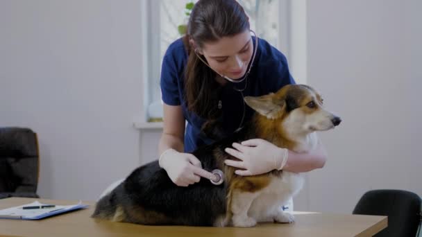 Ветеринарний хірург і коргі у ветеринарній клініці
 - Кадри, відео