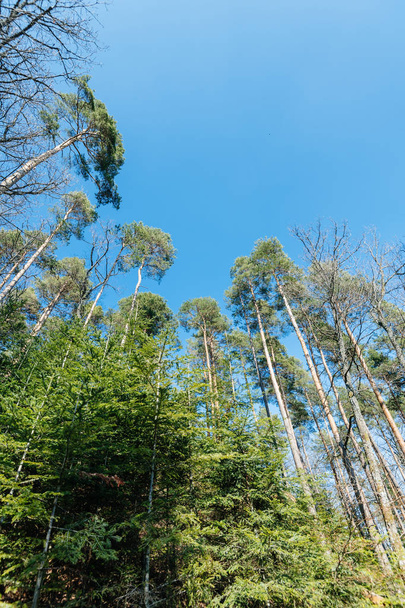 Kiefernkronen in französischem Wald mit klarem blauen Himmel - Foto, Bild