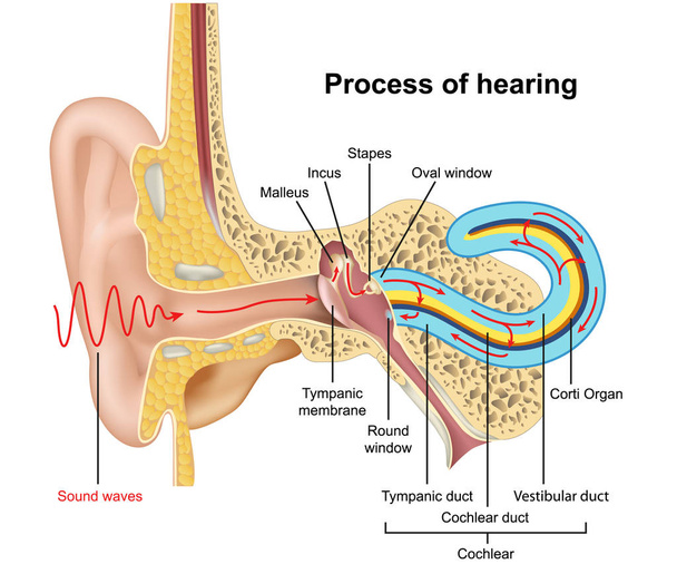 聴覚プロセス、白い背景に耳解剖学3Dベクトルイラスト - ベクター画像