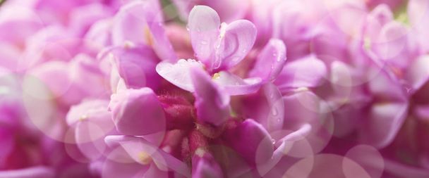 Tavaszi ág nyirkos szentjánoskenyér (Robinia viscosa) virágok. Bloo - Fotó, kép