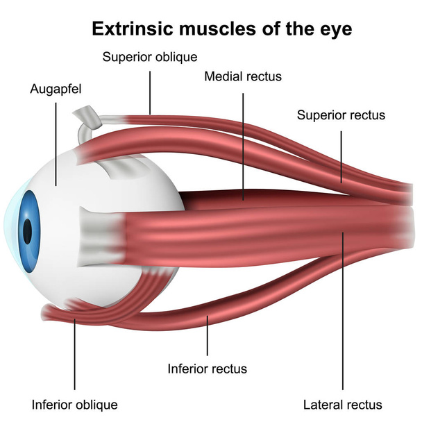 Músculos del ojo, 3d ilustración del vector médico sobre fondo blanco
 - Vector, Imagen