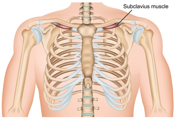 Subclavius ramię mięśnie ilustracja medyczny wektor na białym tle - Wektor, obraz