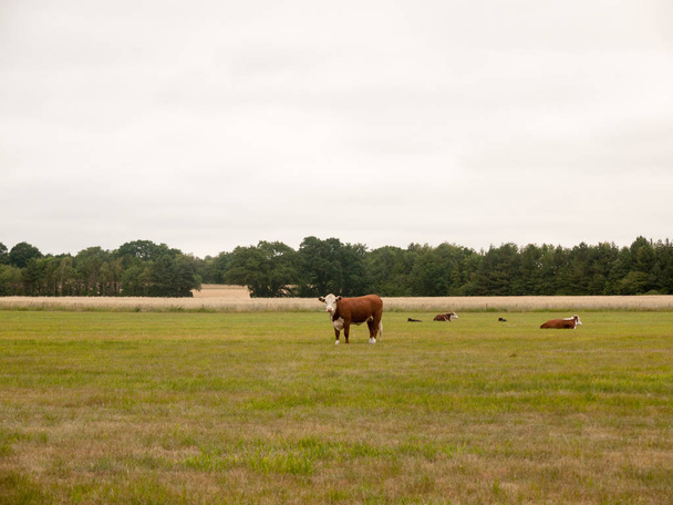 Cows in a Farmer's Field on An Overcast Day  Essex  UK - Photo, Image