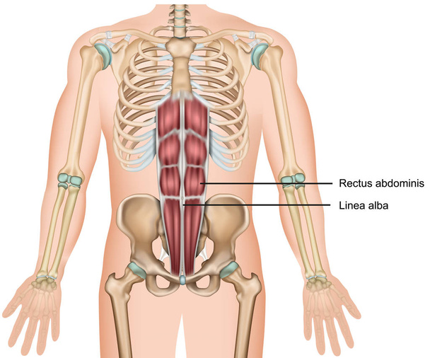 Rectus abdominis muscle anatomy 3d medical vector illustration - Vector, Image