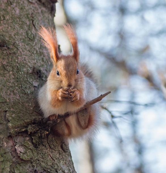 Almoço em um lugar desconfortável - esquilo vermelho eurasian sentado em um galho fino
.  - Foto, Imagem