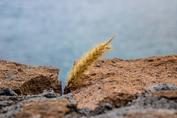 Kot ogon trawy (pennisetum setaceum) między skały, Teneryfa - Zdjęcie, obraz