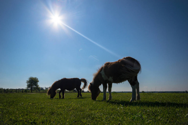 horse in a field, farm animals, nature series - Фото, зображення
