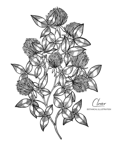 Black and white vector sketch illustration of clover. All element isolated. Design elements for wedding invitations, greeting cards, wrapping paper, cosmetics packaging, labels, tags, quotes, posters - Vektor, obrázek