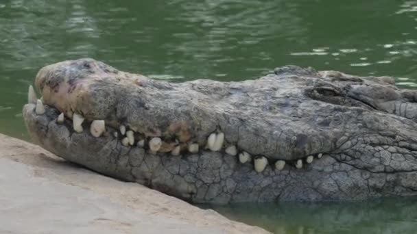 Een close-up van een enorme krokodillen snuit over het water - Video