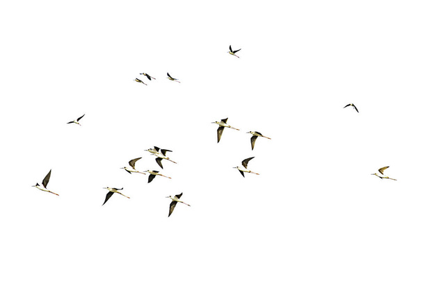 Ізольовані зграї птахів, що літають на білому тлі з відсічним контуром
. - Фото, зображення