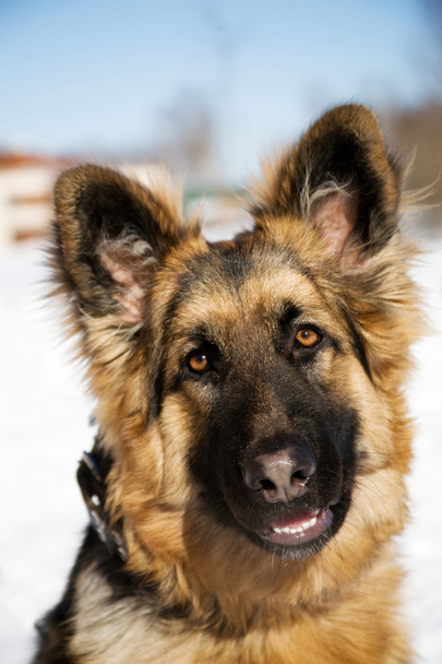 Pappy de berger allemand chien
 - Photo, image