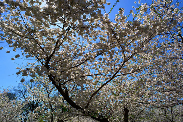 The National Cherry Blossom festival is a spring celebration in Washington DC. It started in 1912 when the Mayor of Tokyo (Yukio Ozaki) gave these Japanese Cherry trees to the City of Washington. - Valokuva, kuva