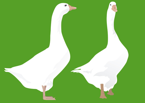 Two geese standing on green ground - Vector, Image