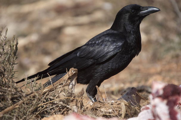 Common crow - Corvus corone portrait looking for food - Photo, Image