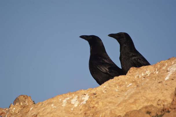 Common crow - Corvus corone portrait looking for food - Photo, Image
