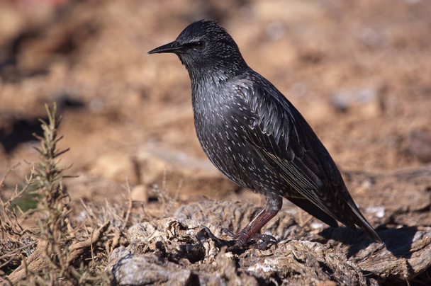 European starling - Sturnus vulgaris in its habitat  - Fotó, kép