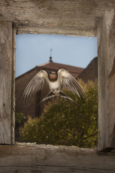 Ластівка - Хірундо Рутика одинока пташка в польоті, що входить
 - Фото, зображення