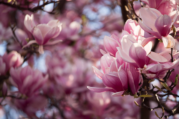 Springtime: Blooming tree with pink magnolia blossoms, beauty - Photo, image