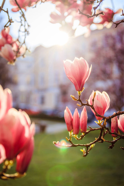 Springtime: Blooming tree with pink magnolia blossoms, beauty - Фото, изображение