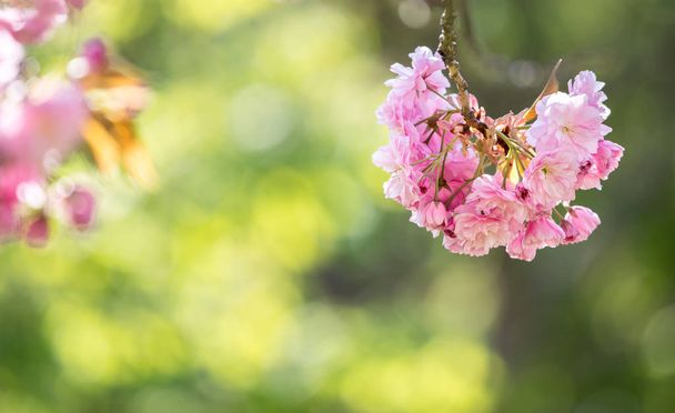 Tavasz: virágzó fa, rózsaszín virágok, a szépség. Szövegterület - Fotó, kép