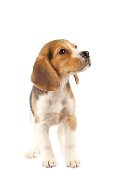 Pequeño cachorro Beagle
 - Foto, Imagen