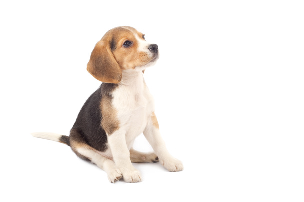 beagle pup zitten - Foto, afbeelding