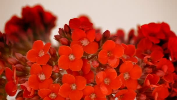 červené květy věnec rotační záběr. smyčka. - Záběry, video