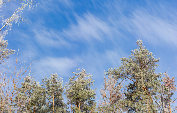Background of top part of several birches and pines covered with frost on background of sky with clouds in winter morning - Photo, Image