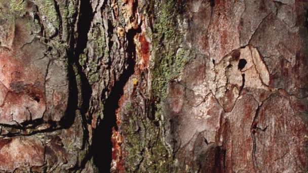 Ants walk along the path on the bark of pine. - Footage, Video