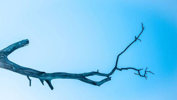 Dead tree. Dried tree. Concept loneliness - Valokuva, kuva