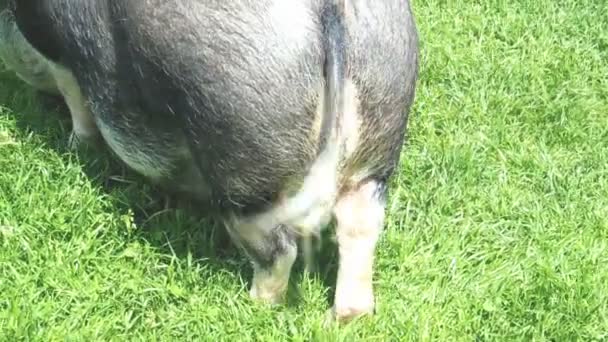 Pig wagging tail - Footage, Video