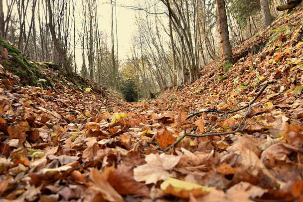 Autumn forest road covered with leaves - Photo, Image