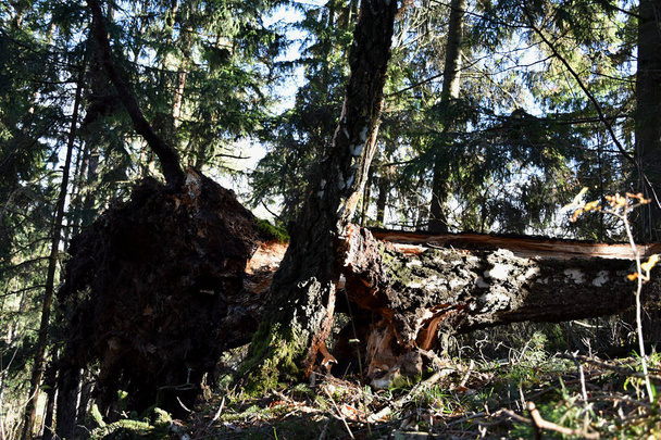 Árbol de abedul roto en la tormenta y el torbellino
. - Foto, Imagen