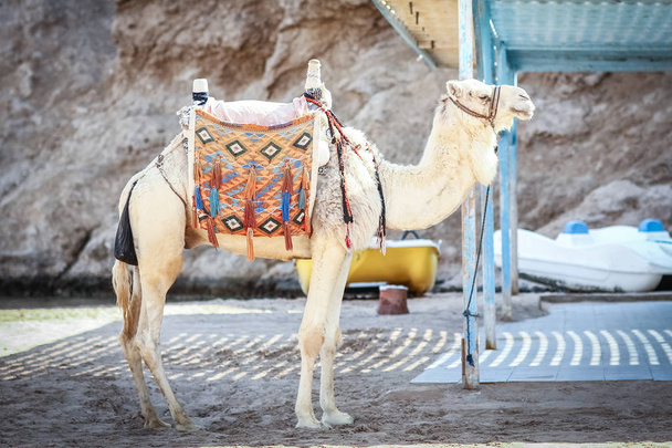 Όμορφη καμήλα στη φύση κοντά στη θάλασσα egypt φόντο - Φωτογραφία, εικόνα