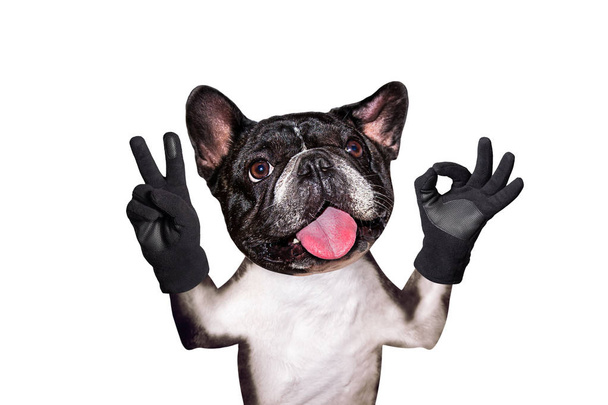 funny dog french bulldog shows with his paws and hands a gesture of peace and a sign approx. Animal is isolated on a white background - Фото, изображение