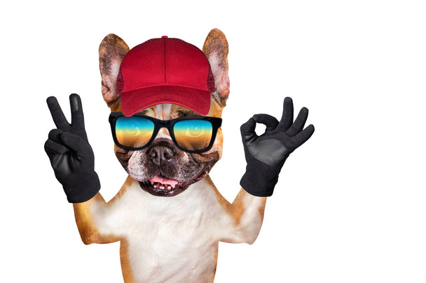 perro divertido jengibre bulldog francés en gafas de sol en una tapa roja mostrar un signo de aprox. Animal aislado sobre fondo blanco
 - Foto, imagen