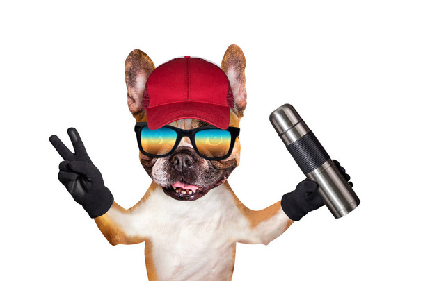 смішний собачий імбир французький бульдог в сонцезахисних окулярах в червоній шапці мандрівник з термосом в руках. Тварина ізольована на білому тлі
 - Фото, зображення