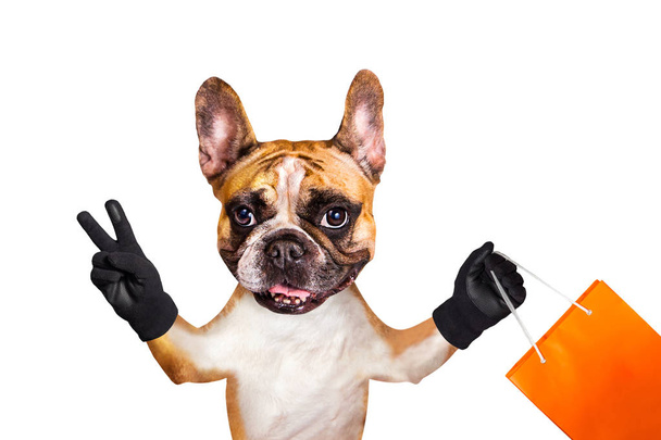 perro divertido jengibre bulldog francés en una tienda de comestibles con una bolsa de naranja en la mano. Animal aislado sobre fondo blanco
 - Foto, Imagen