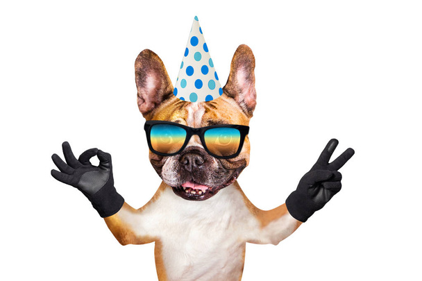 divertente cane zenzero bulldog francese in un cappello festivo in vacanza mostrare un segno ca. Animale isolato su sfondo bianco
 - Foto, immagini
