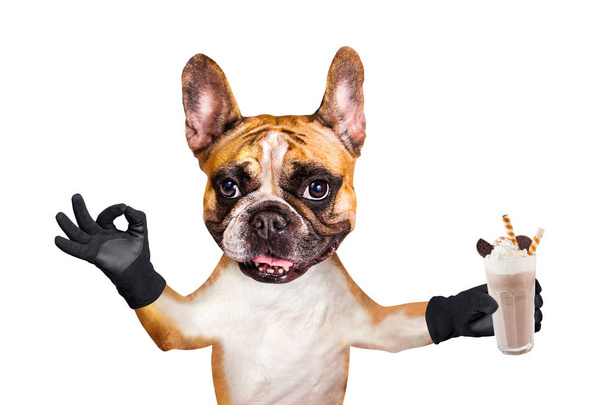 hauska koira inkivääri ranskalainen bulldog tarjoilija pitää pirtelöä lasissa ja näyttää merkki n. Eläin eristetty valkoisella pohjalla
 - Valokuva, kuva