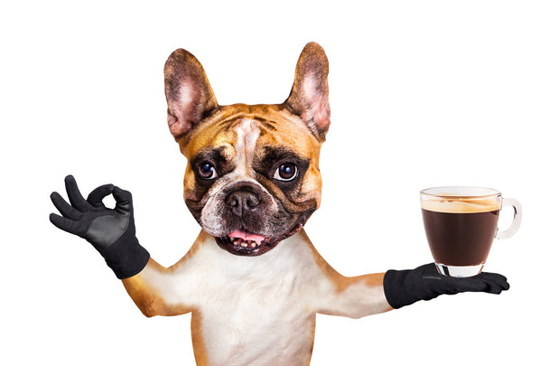 divertido perro jengibre bulldog francés camarero en una corbata de lazo negro sostener una taza de café de vidrio y mostrar un signo de aprox. Animal aislado sobre fondo blanco
 - Foto, Imagen