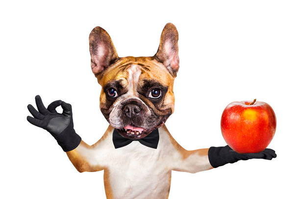 αστείος σκύλος τζίντζερ γαλλικό μπουλντόγκ σερβιτόρος σε ένα μαύρο παπιγιόν κρατήσει ένα μεγάλο μήλο και να δείξει ένα σύμβολο περίπου. ζώο απομονώνεται σε λευκό φόντο - Φωτογραφία, εικόνα