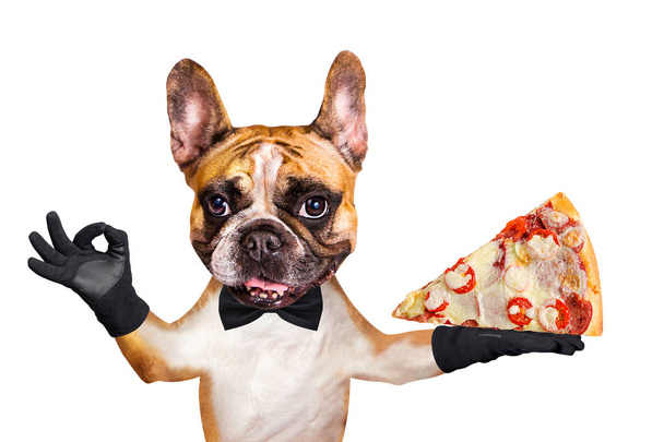 黒い蝶ネクタイの面白い犬ジンジャーフレンチブルドッグウェイターは、チーズとトマトとイタリアのピザのスライスを保持し、白い背景に隔離された動物の約の看板を示しています - 写真・画像