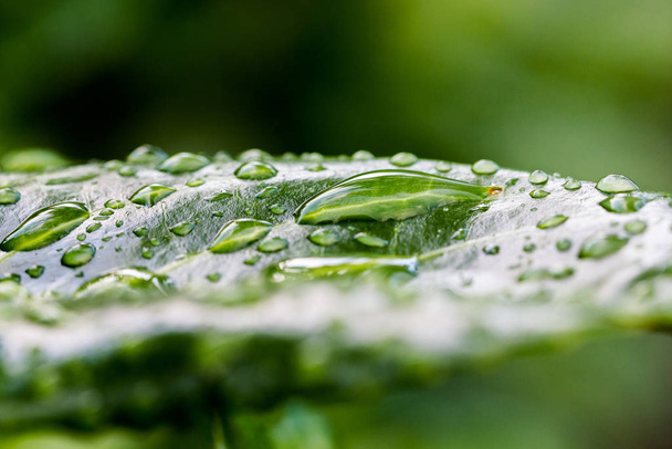 Drops of water on leaf in morning after heavy rain - Photo, image