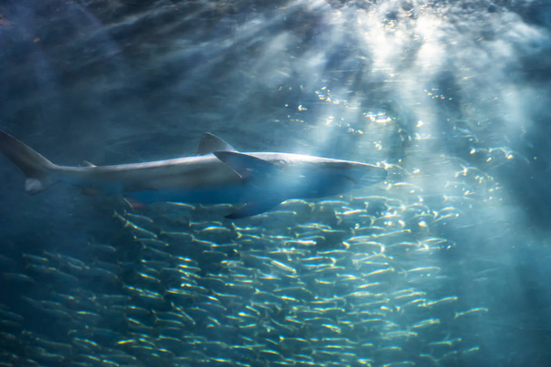 squalo con colonia di sardine di acqua salata
  - Foto, immagini